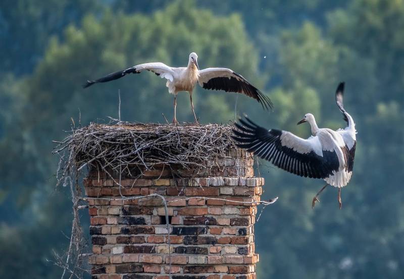 Professional Chimney Animal Removal Services in Marblehead, Massachusetts